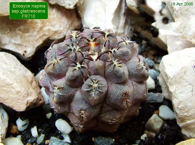 Eriosyce _napina _ssp.glabrescens _ FR710_ 01